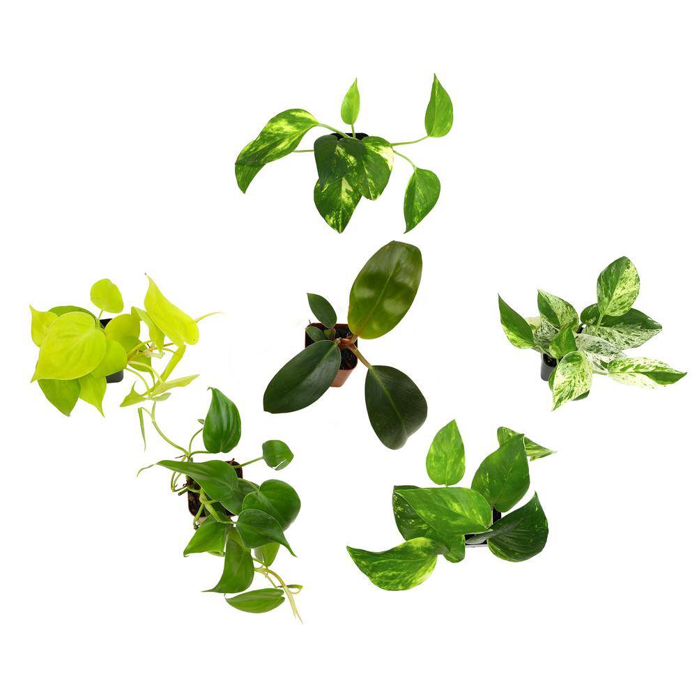Assorted Pothos and Philodendron 6-Pack in Black Plastic Pots