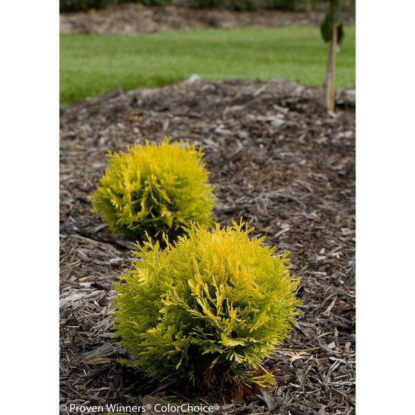 PROVEN WINNERS Anna's Magic Ball Arborvitae (Thuja) Live Evergreen Shrub, Green and Yellow Foliage, 1 Gal.