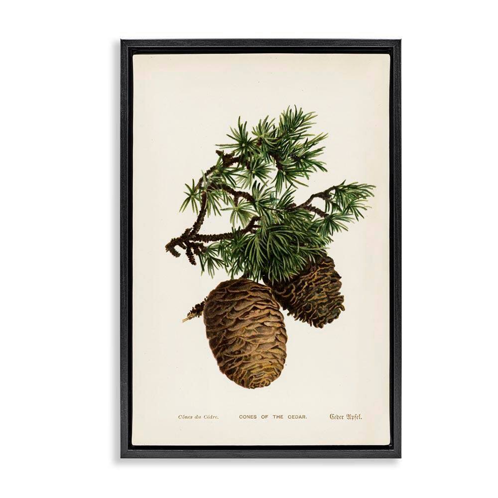 Cedar Tree Pinecones by Tina Higgins Designs, Inc. Black Floater Frame Nature Graphic Art Print 31 in. x 21 in. price history on PriceWatchPro