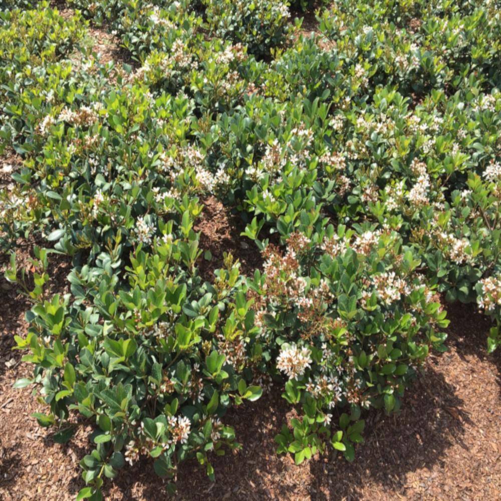 brandywine viburnum hedge