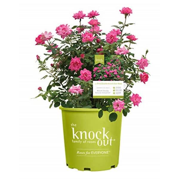 KNOCK OUT 2 Gal. Pink Double Knock Out Rose Bush, Live Plant with Pink Flowers
