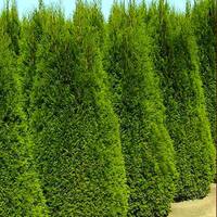 2.5 Qt. - Emerald Green Arborvitae (Thuja) Live Evergreen Shrub