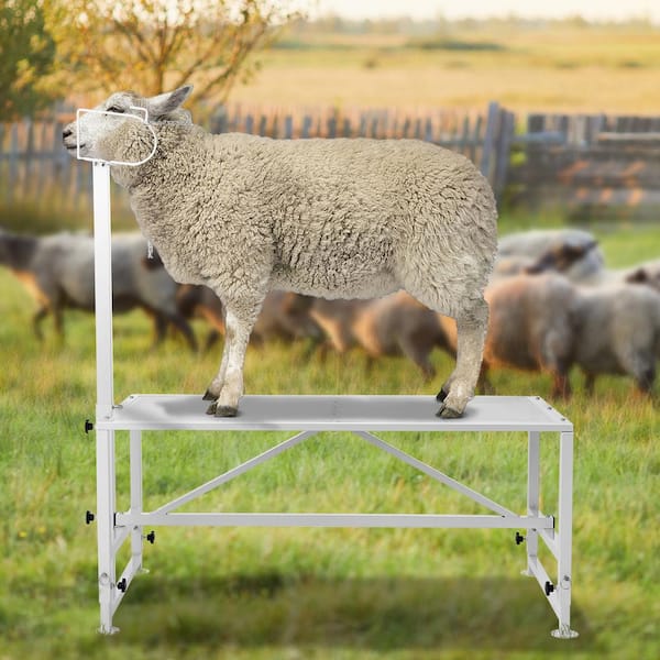 64.1 in. x 51 in. Stationary Goat & Sheep Stand 500 lbs Loading Weight White 21 to 33in. Adjustable Height Grinder Stand
