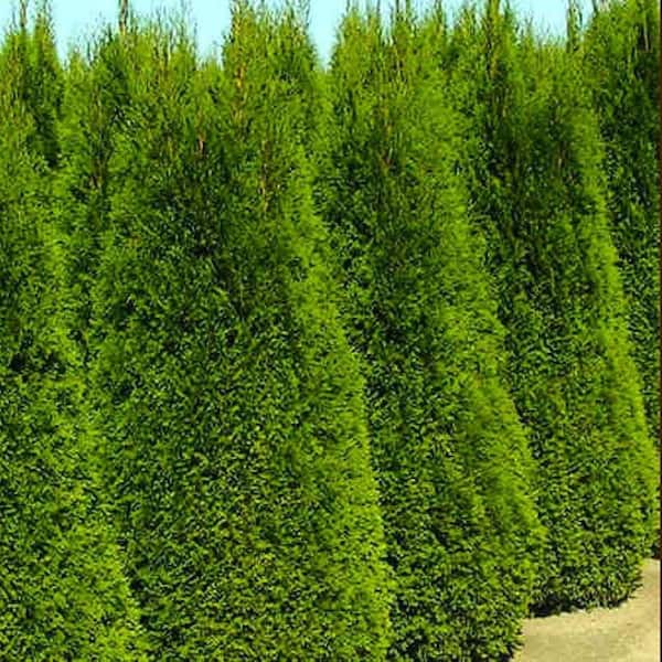 1.5 Gal. Emerald Green Arborvitae (Thuja) Live Evergreen Shrub