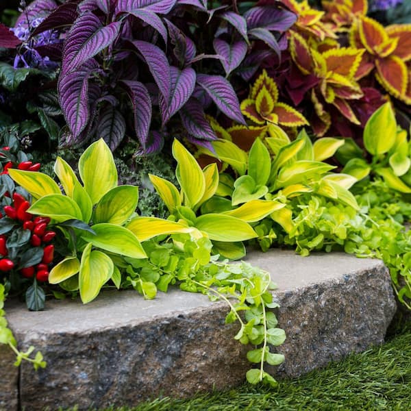 Vigoro 1.5 Qt. Hosta Rainforest Sunrise Perennial Plant (5-Pack