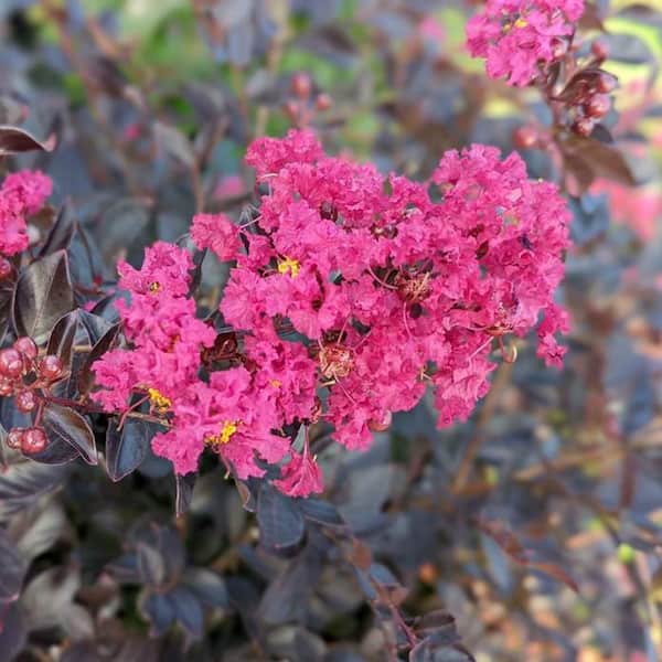 7 Gal. Pave Pink Crape Myrtle Flowering Deciduous Tree with Pink Flowers