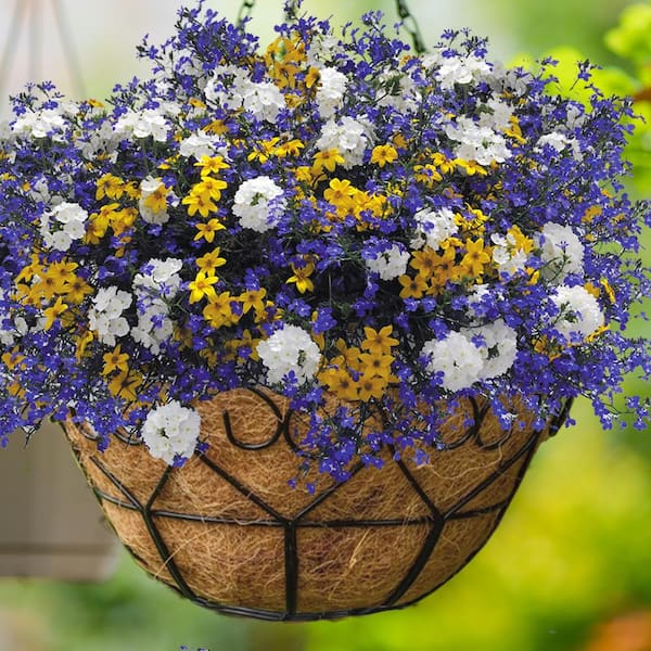 Large Black Metal Hanging Heart Scroll Round Planter with Coco Liner (16 in. L x 16 in. W x 7.5 in. H)