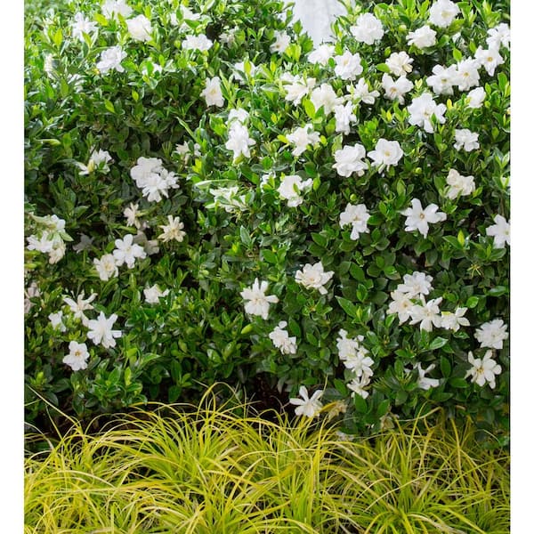 2.5 Qt. Jubilation Gardenia, Live Evergreen Shrub, White Fragrant Blooms