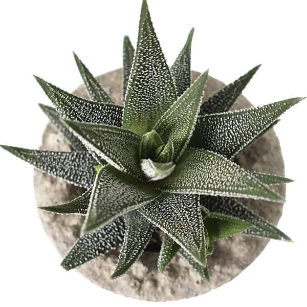 National Plant Network 4 in. Haworthia in Decorative Stone Container (3-Pack)