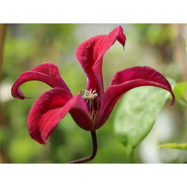 Wekiva Foliage Clematis Gravetye Beauty-3 Live Plants in 3.5 in. Growers Pots-Bold and Beautiful Starter Flowering Vine