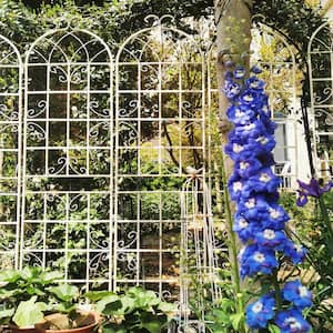 2-Pack 86.7 in. x 19.7 in. Metal Garden Trellis Outdoor Rustproof Flower Support for Climbing Plants, Cream White