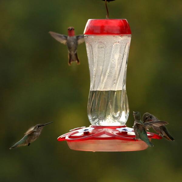 orion hummingbird feeder