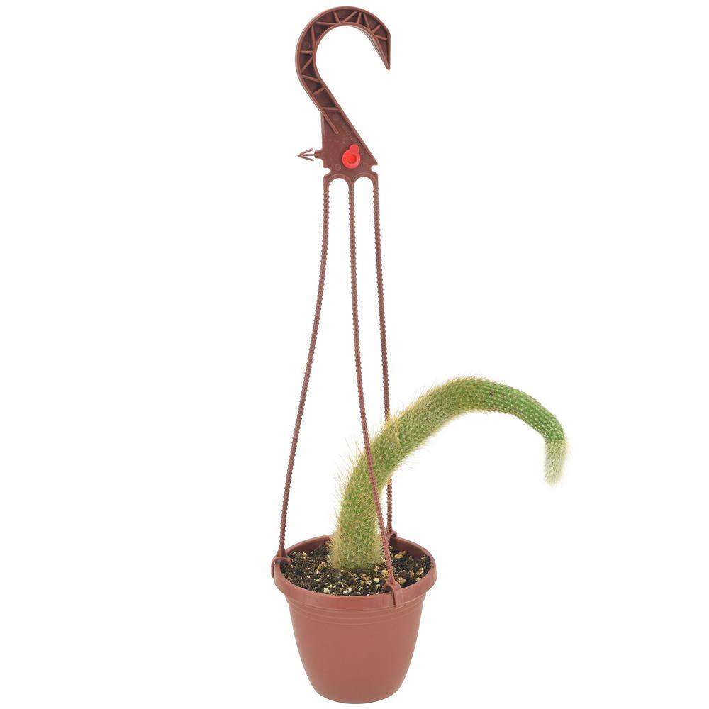 Monkey Tail Cactus in Brown Plastic Hanging Basket, 4 Inches