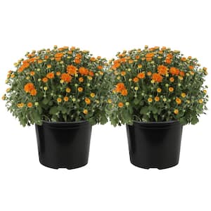 Orange Ready to Bloom Fall Chrysanthemum Outdoor Plant in 3 Qt. Grower Pot, Avg. Shipping Height 1-2 ft. Tall (2-Pack)
