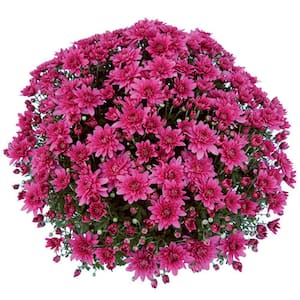 1.8 Gal. Mum Chrysanthemum Plant Purple Flowers in 11 In. Hanging Basket
