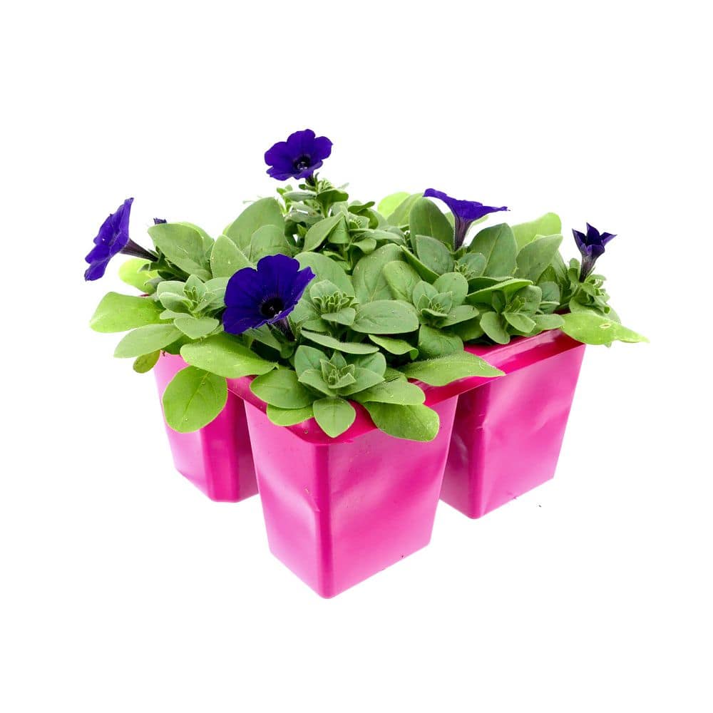 4 PK Petunia ' Blue' Annual Plant with Blue Flowers (1-Pack) price history on PriceWatchPro