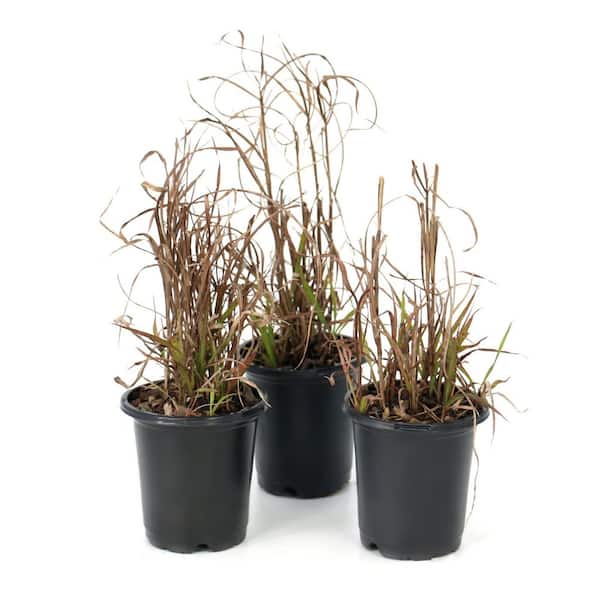 4 in. Miscanthus Flame Grass Purpurascens (3-Pack)