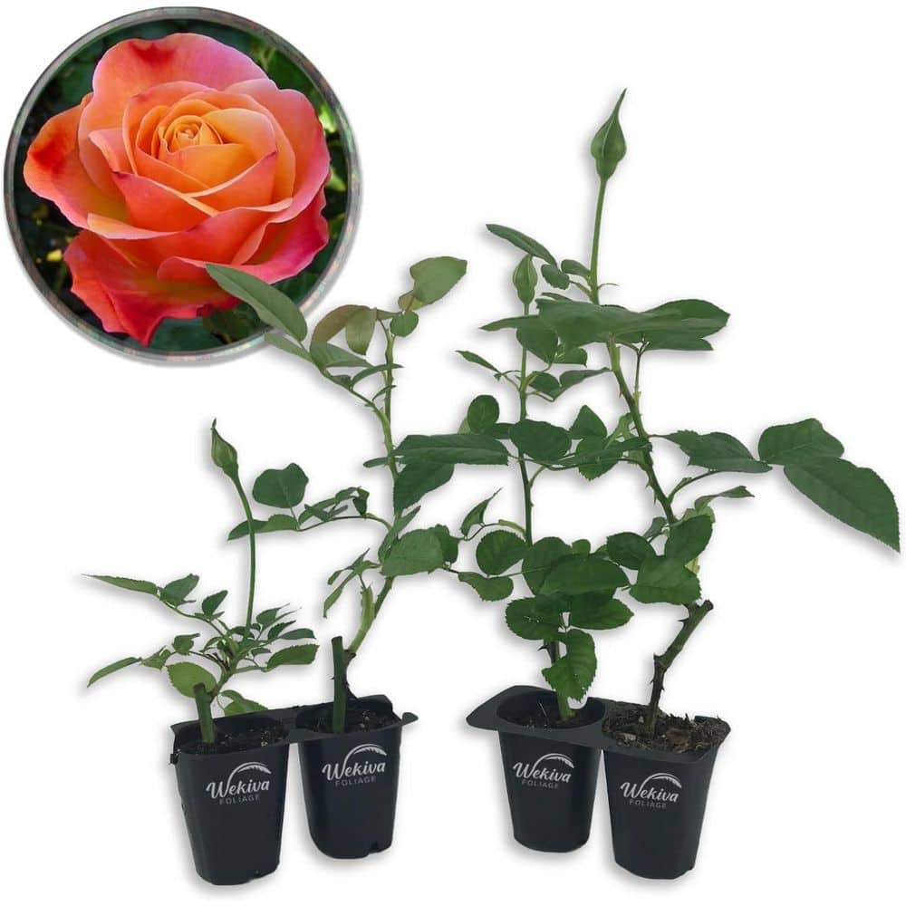 Colorific Rose Bush -4 Live Starter Plants in 2 in. Growers Pots - Beautifully Fragrant Floribunda Rose price history on PriceWatchPro
