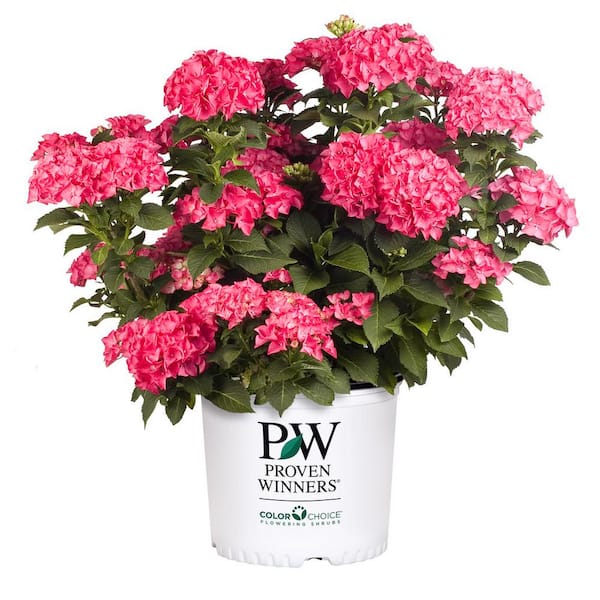 PROVEN WINNERS 2 Gal. Cityline Paris Bigleaf Hydrangea (Hydrangea macrophylla) Live Flowering Shrub with Fuschia Flowers