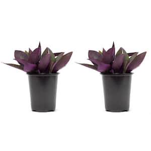 2.5 Qt. Purple Queen Setcreasea Perenial Plant in Grower's Pot (2-Packs)