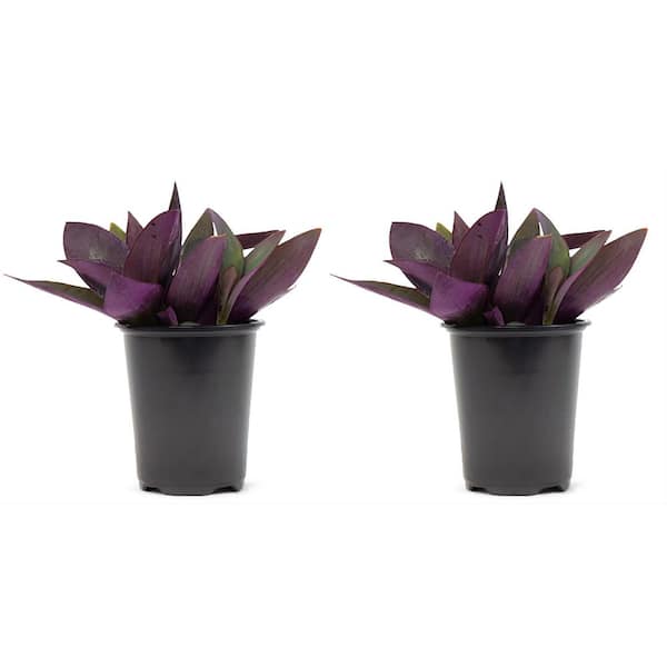 Pure Beauty Farms 2.5 Qt. Purple Queen Setcreasea Perenial Plant in Grower's Pot (2-Packs)