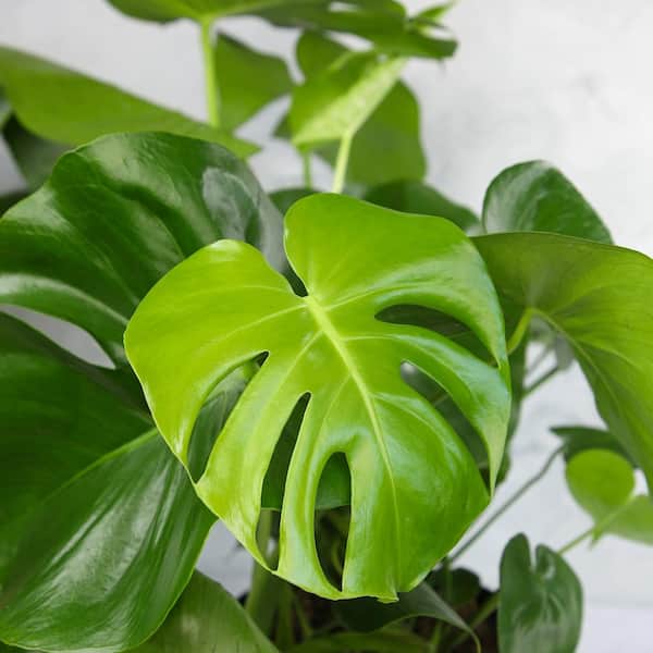 ALTMAN PLANTS Monstera Deliciosa Swiss Cheese Plant Indoor
