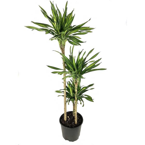 elefantenfu 180 cm kaufen Elefantenfu | Beaucarnea recurvata
