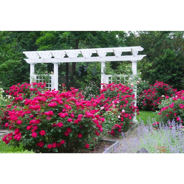 1 Gal. Red Double Knock Out Rose Bush with Red Flowers (2-Pack)