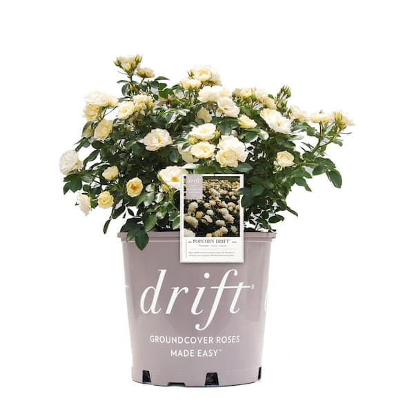 3 Gal. Popcorn Drift Rose Bush with Soft Yellow Flowers