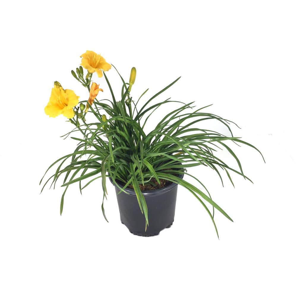 Daylily (Hemerocallis) Stella De Oro