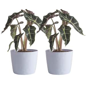 6 in. Alocasia Polly (Elephant Ear) Indoor House Plant in White Decor Planter, (2 Pack)