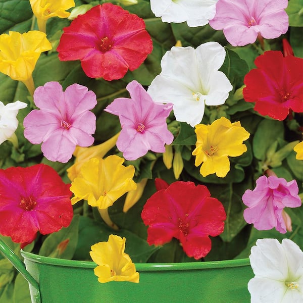 VAN ZYVERDEN Patio 4 O'Clocks - With Green Metal Planter, Soil and Growers Pot