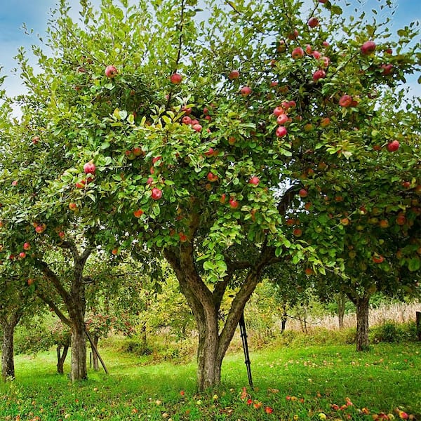 7 Gal. Semi-Dwarf Fuji Apple Tree APPFUJ07GD - The Home Depot
