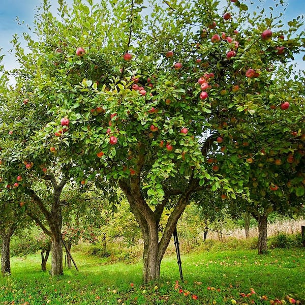 red and green apples tree