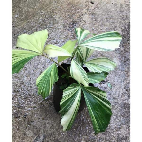 Variegated Fishtail Palm-Live Plant in an 3 gal. Growers Pot-Caryota Mitis-Clean Air Indoor Outdoor Houseplant