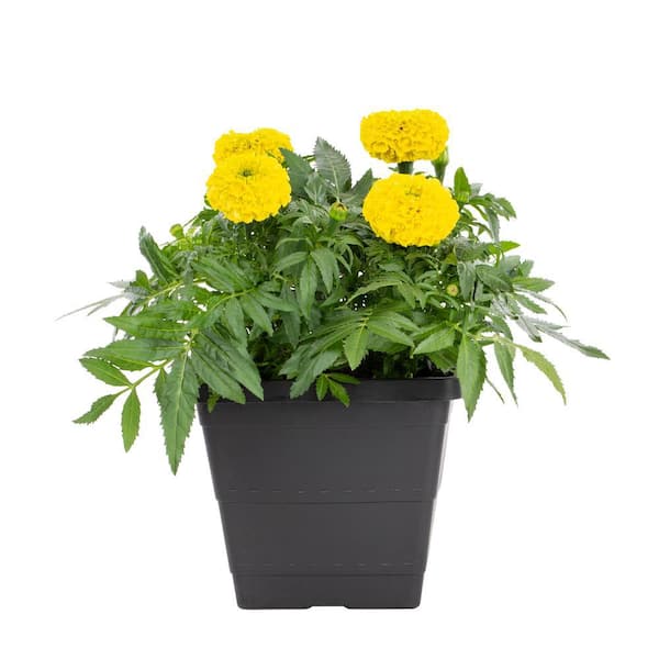 1 Gal. Marigold Planter Annual Plant