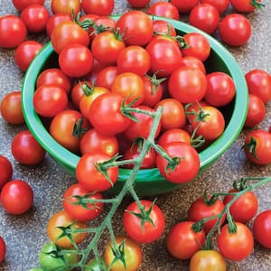 19 oz. Super Sweet 100 Tomato Plant