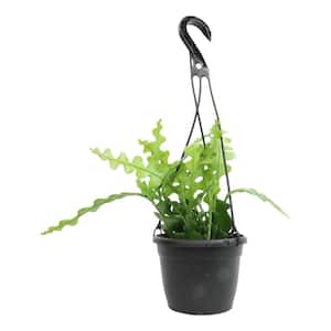 6 in. Zigzag Plant (Epiphyllum) Live Houseplant in Hanging Basket