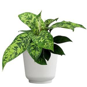 Homalomena 'Camouflage', 6 in. White Decorative Pot, Variegated Houseplant, Unique Live Indoor House Plant Gift