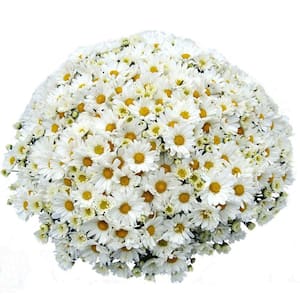 1.8 Gal. Mum Chrysanthemum Plant White Flowers in 11 In. Hanging Basket