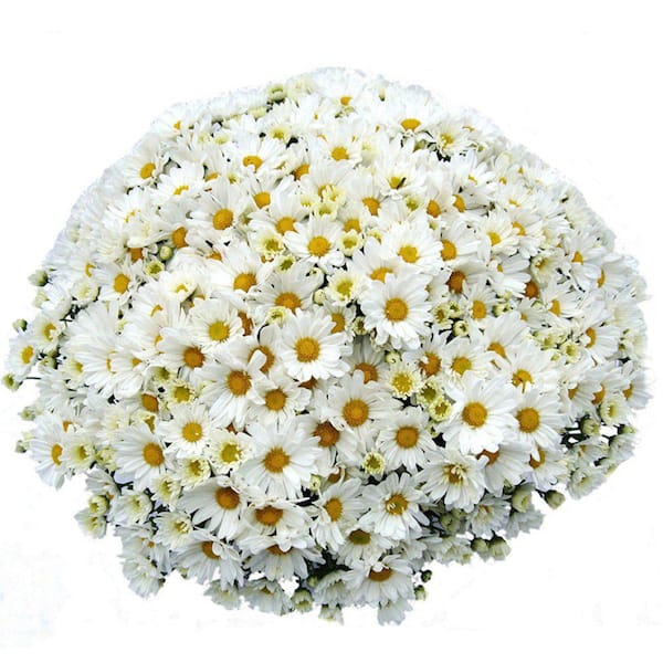Vigoro 1.8 Gal. Mum Chrysanthemum Plant White Flowers in 11 In. Hanging Basket
