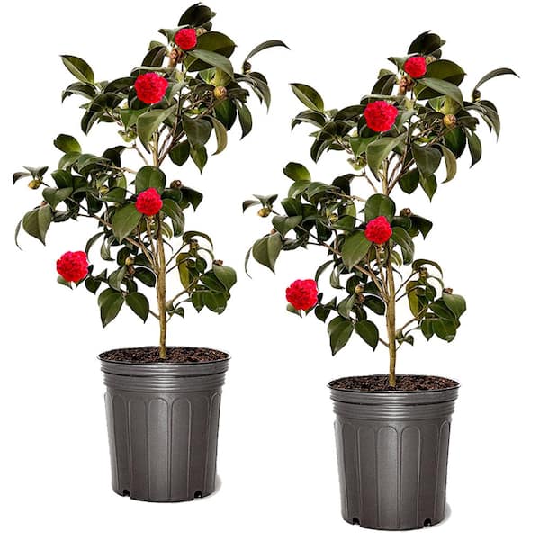 3 Gal. Camellia x Sasanqua Z6 'Winter's Joy' with Pink Blooms