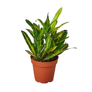 Sunny Star Croton Plant in 4 in. Grower Pot