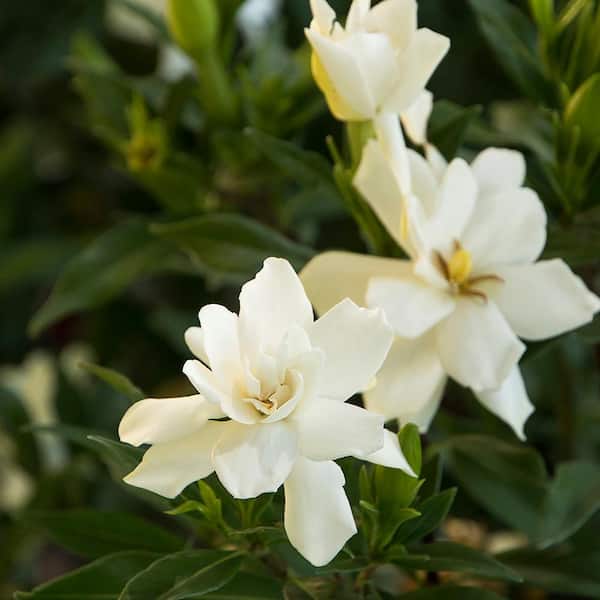 2.5 Qt. Gardenia Frostproof Shrub with White Flowers
