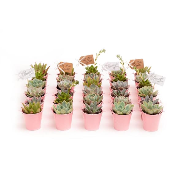 The Succulent Source 2 in. Wedding Event Rosette Succulents Plant with Pink Metal Pails and Thank You Tags (140-Pack)