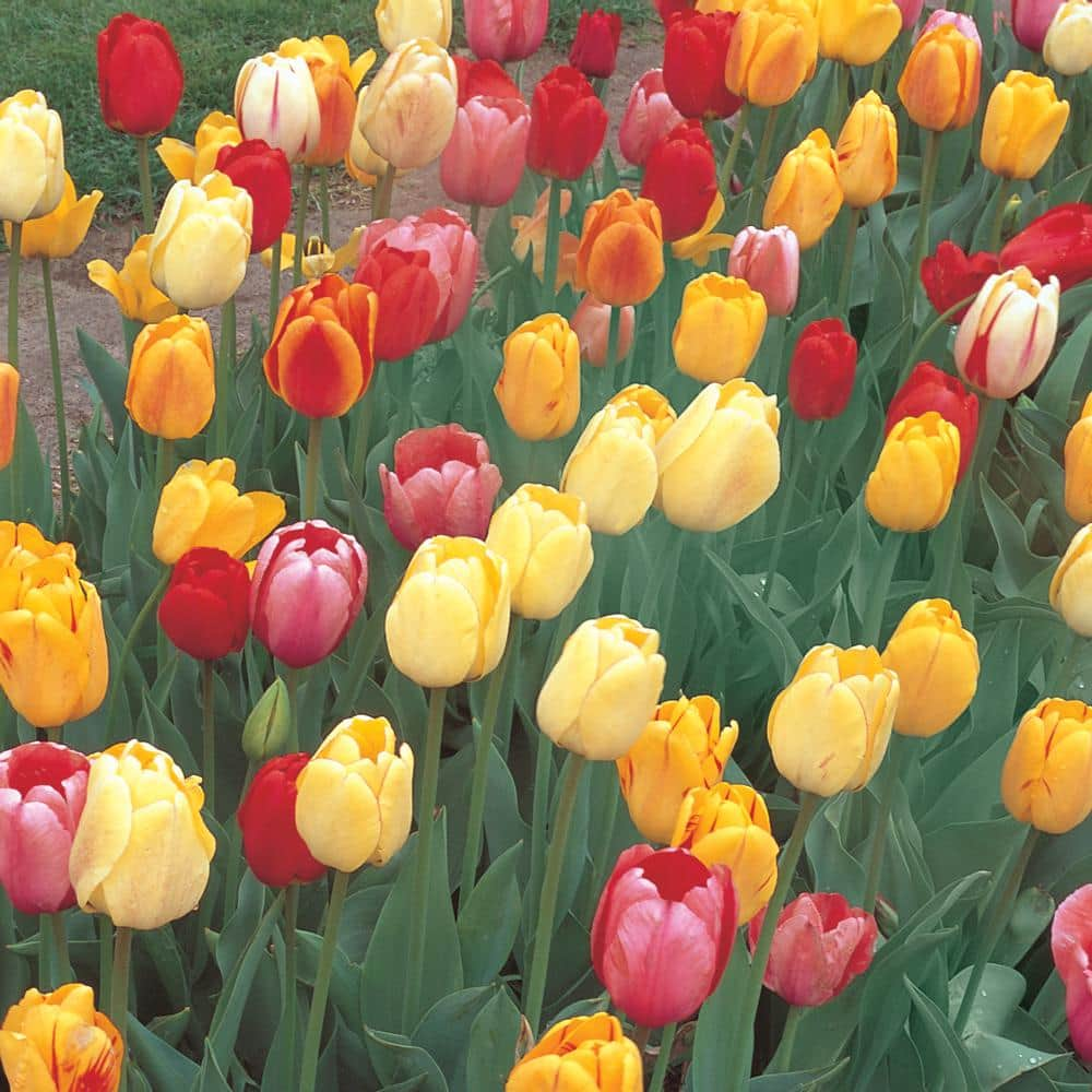 Mixed Tulips (40-Pack) 36568P - The Home Depot