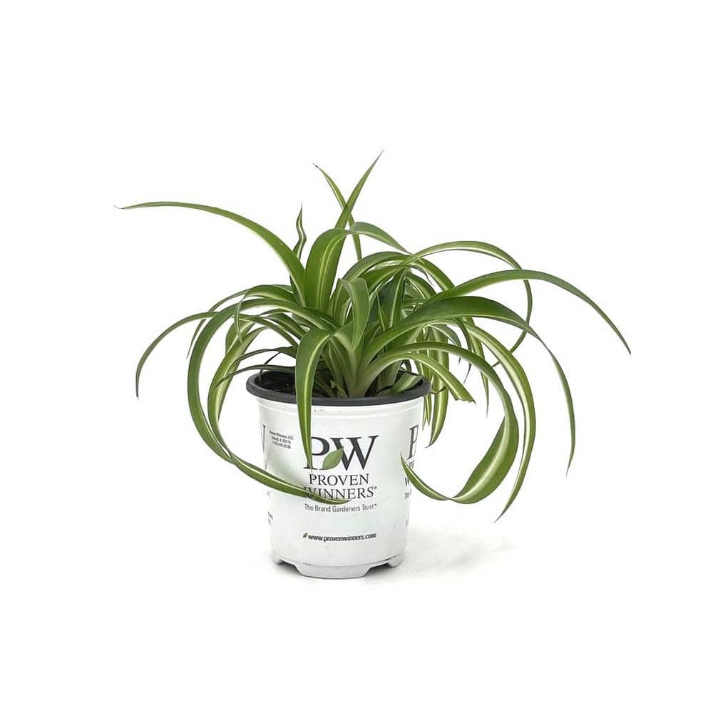 PROVEN WINNERS 3.5 in. leafjoy littles Night Out Spider Plant (Chlorophytum comosum) Live Indoor ...