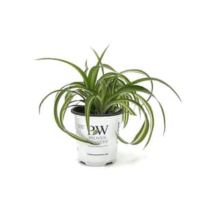 3.5 in. leafjoy littles Night Out Spider Plant (Chlorophytum comosum) Live Indoor Plant in Grower Pot