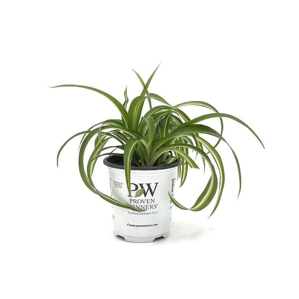 PROVEN WINNERS 3.5 in. leafjoy littles Night Out Spider Plant (Chlorophytum comosum) Live Indoor Plant in Grower Pot