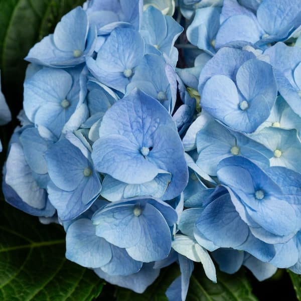 METROLINA GREENHOUSES 1.5 Qt. Deco Floral Hydrangea with Blue